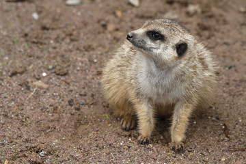 Erdmännchen