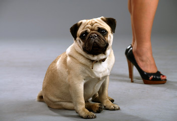 Obraz premium Dog sits next to her mistress