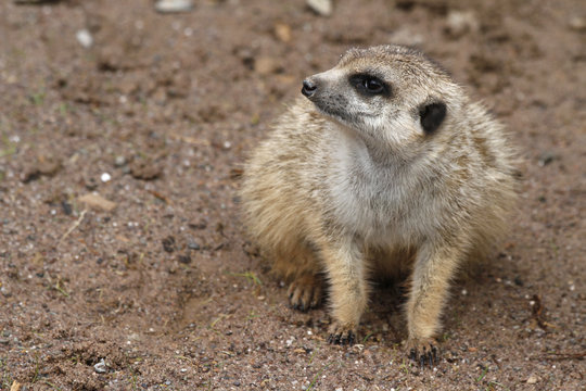Erdm&auml;nnchen