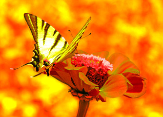 butterfly (Scarce Swallowtail) on flower
