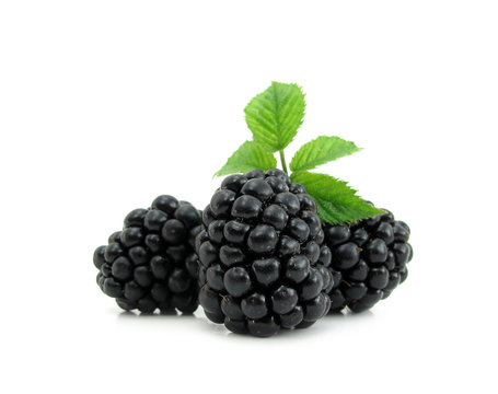 Blackberry with green leaves