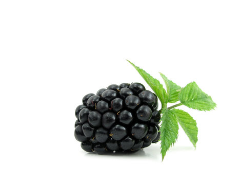 Blackberry with green leaves