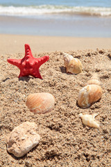 Fototapeta na wymiar red starfish on the beach