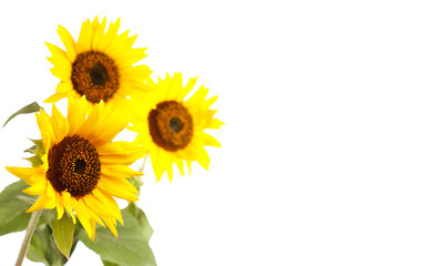 Fototapeta premium beautiful sunflowers