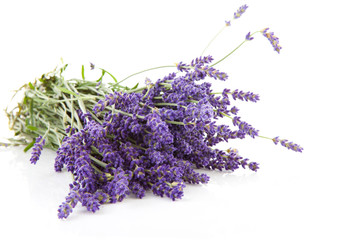 bouquet of plucket lavender over white background