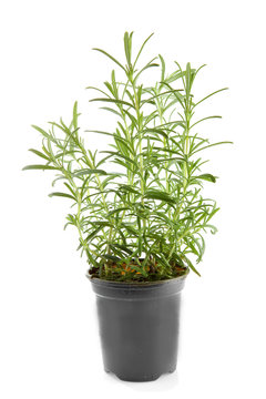 fresh rosemary herb in pot over white background