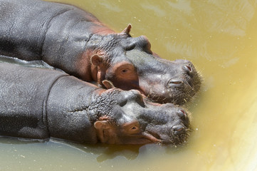 Two Hippopotamus closeup