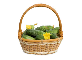 Green cucumber vegetable with flowers isolated
