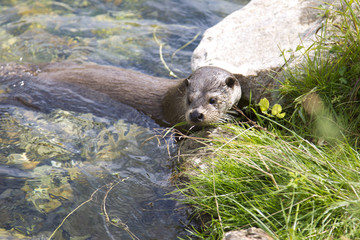 Otter on schore