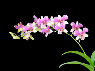 Fototapeta na wymiar Piękna Orchidea na czarnym tle