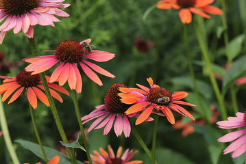 bienenhaufen 2