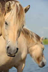 Obraz premium Wild horses