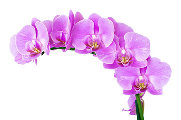 Naklejka na ściany i meble Beauty Orchid