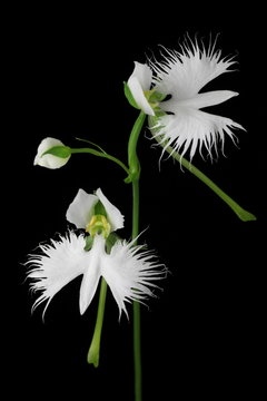 Habenaria radiata