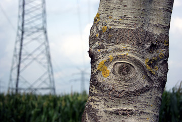 Strommast und Baum