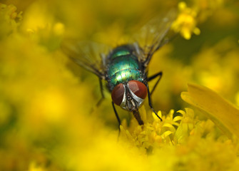 Grtüne Schmeissfliege auf Gelb