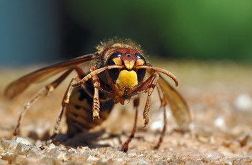 Hornisse ( vesba cabro )