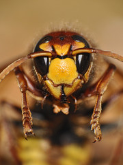 Hornisse ( vesba cabro )