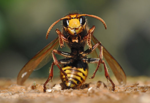 Hornisse ( vesba cabro )