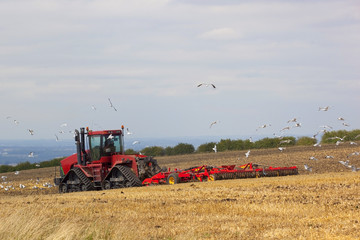 Fototapeta premium following the plow