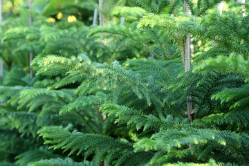 branches de cryptoméria du Japon