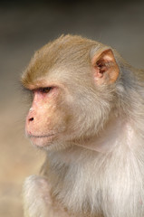 Portrait of Rhesus macaque Macaca mulatta