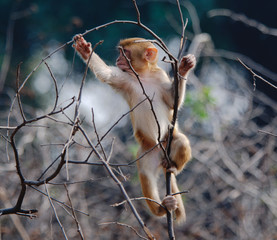 Young Rhesus macaque Macaca mulatta playing