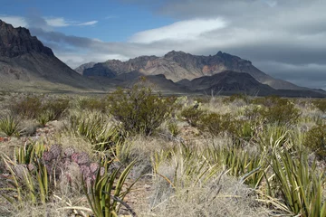 Fotobehang A view of the Chisos Mountains from the Chihuahuan Desert © Terry Reimink