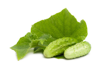 Fresh cucumber with leaves isolated