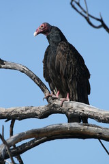 A turkey vulture perched on a dead branch