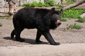 Single dangerous Asian black bear (Ursus thibetanus)