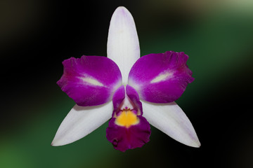 Orchidea viola bianco