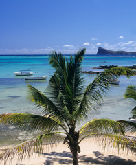 Palm tree and lagoon Mauritius Island