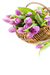 Obraz premium fresh tulips