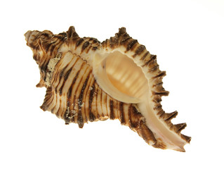 Sea shell isolated on white background