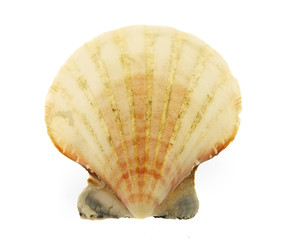 Sea shell isolated on white background