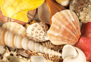 Sea shells background