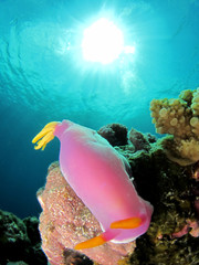 nudibranch