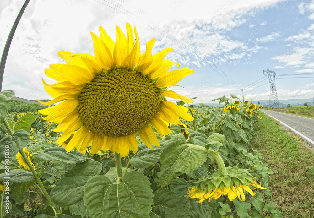 Canvas Prints sunflowers in tuscany