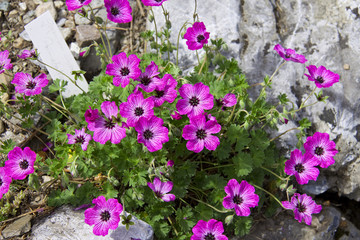 Obraz premium Alpenblumen