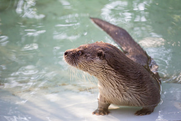 Otter