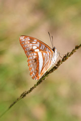 schmetterling