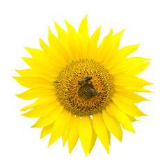 Fototapeta premium Two bees on a sunflower