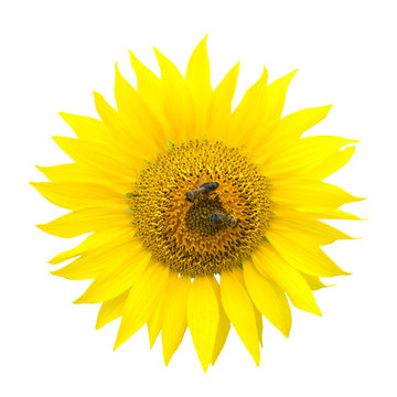 Two bees on a sunflower