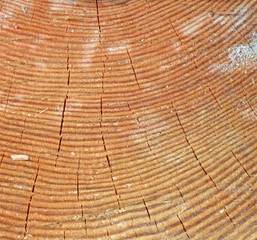 Naklejka premium closeup wooden texture, aged pinetree concept
