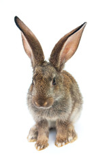 Happy New Year of rabbit