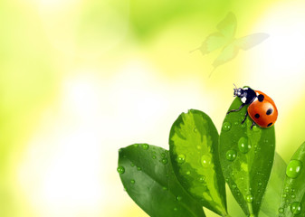 Obraz premium Beautiful nature background