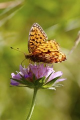 Perlmutterfalter auf Taubenskarbiose