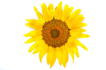 Fototapeta premium The beautiful sunflowe