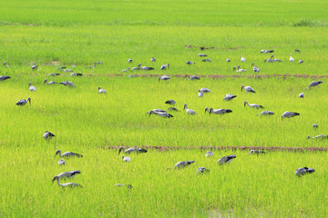 bird on rice field
